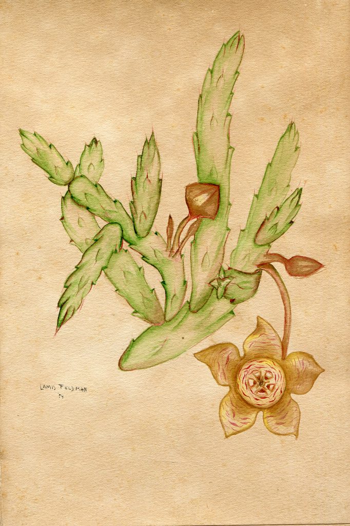 Lamis Feldman. Serie de acuarelas de flores, realizadas en 1948.