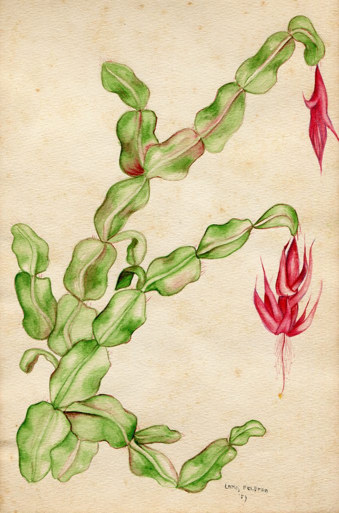 Lamis Feldman. Serie de acuarelas de flores, realizadas en 1948.