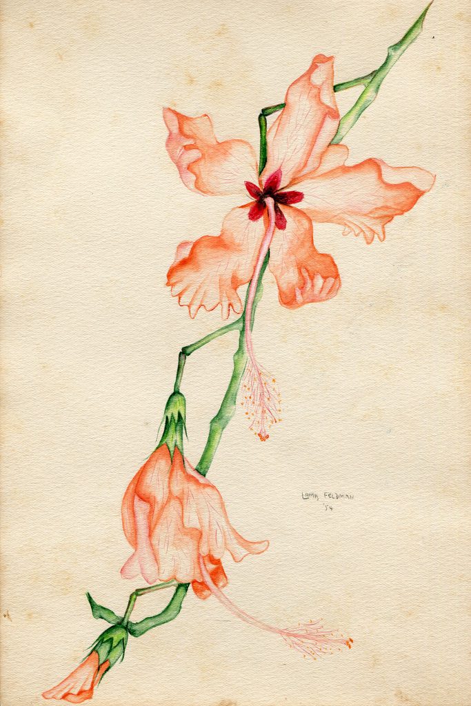Lamis Feldman. Serie de acuarelas de flores, realizadas en 1948.