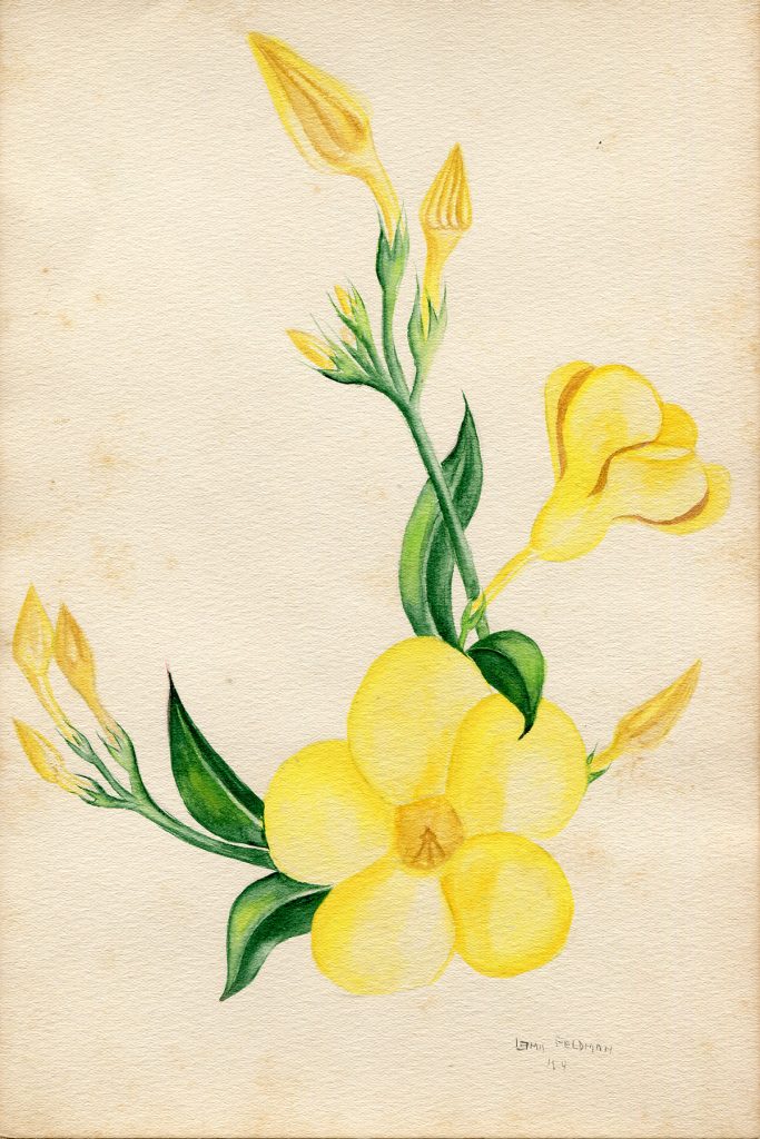 Lamis Feldman. Serie de acuarelas de flores, realizadas en 1948.