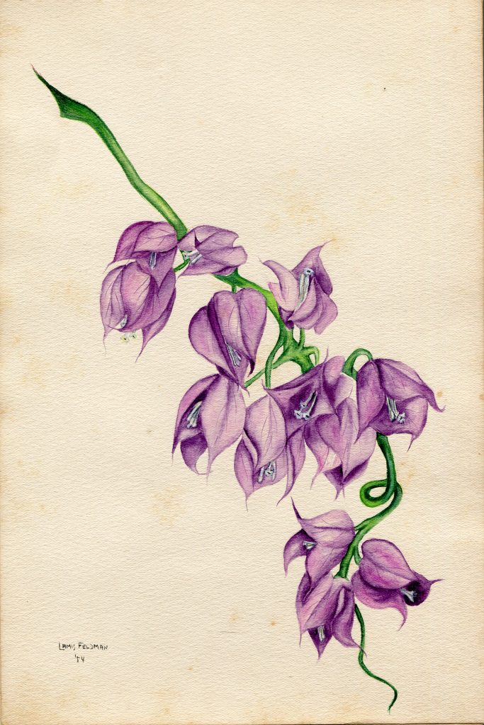 Lamis Feldman. Serie de acuarelas de flores, realizadas en 1948.