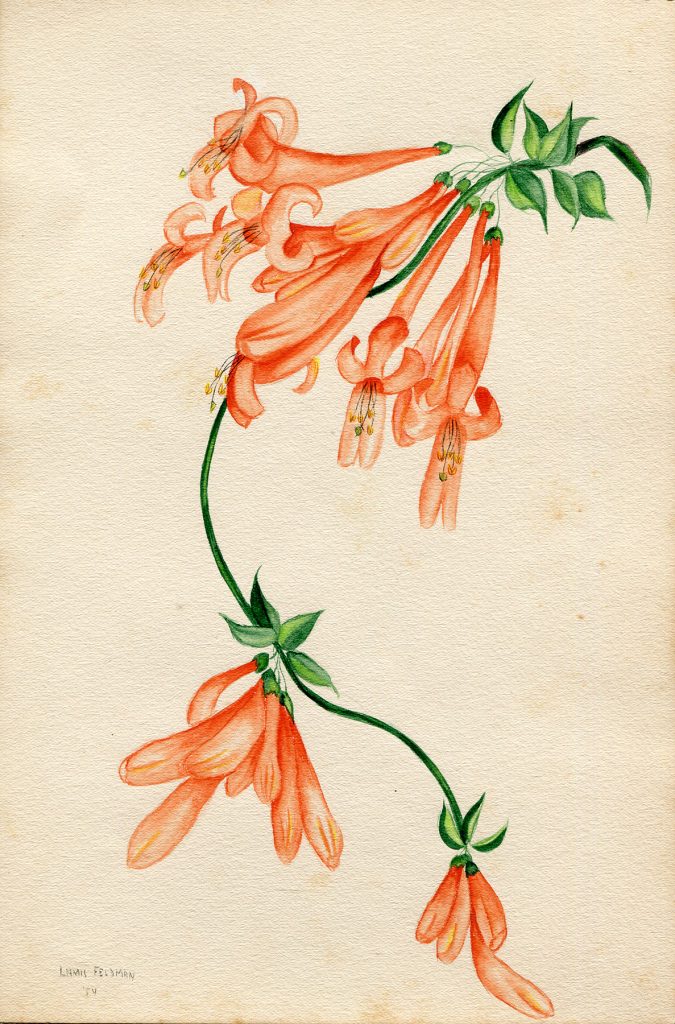 Lamis Feldman. Serie de acuarelas de flores, realizadas en 1948.