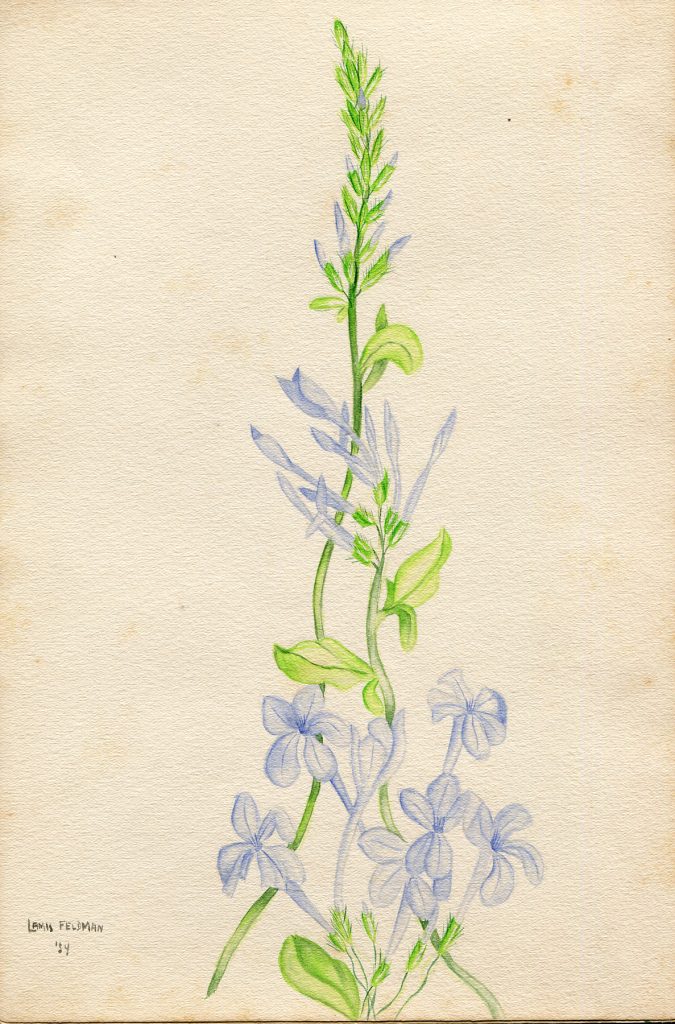 Lamis Feldman. Serie de acuarelas de flores, realizadas en 1948.
