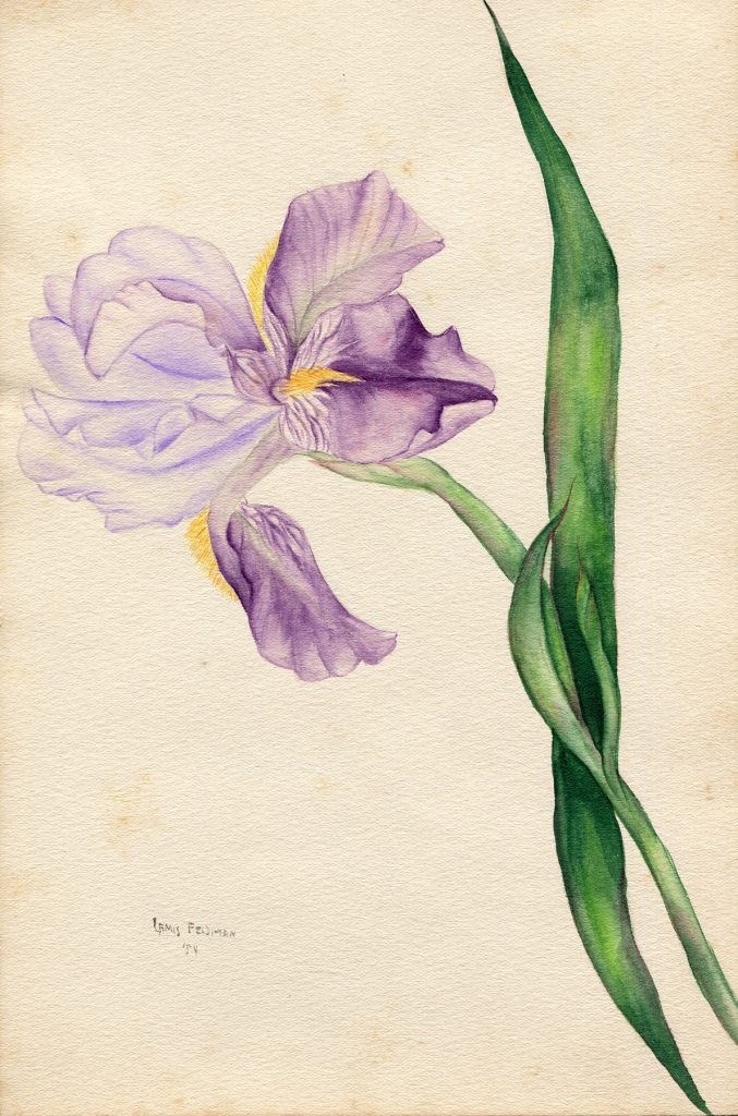 Lamis Feldman. Serie de acuarelas de flores, realizadas en 1948.