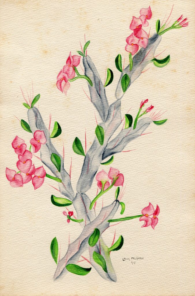 Lamis Feldman. Serie de acuarelas de flores, realizadas en 1948.