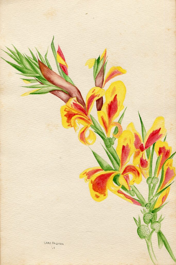 Lamis Feldman. Serie de acuarelas de flores, realizadas en 1948.