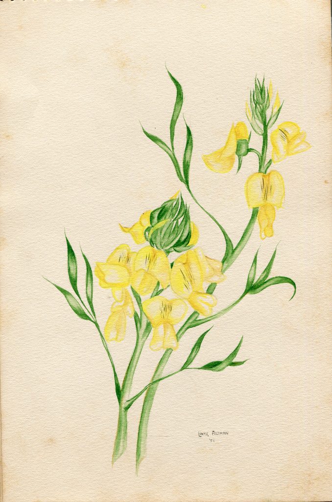 Lamis Feldman. Serie de acuarelas de flores, realizadas en 1948.