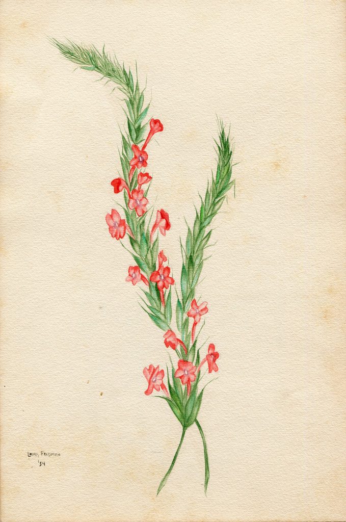 Lamis Feldman. Serie de acuarelas de flores, realizadas en 1948.