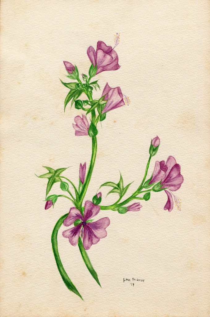 Lamis Feldman. Serie de acuarelas de flores, realizadas en 1948.