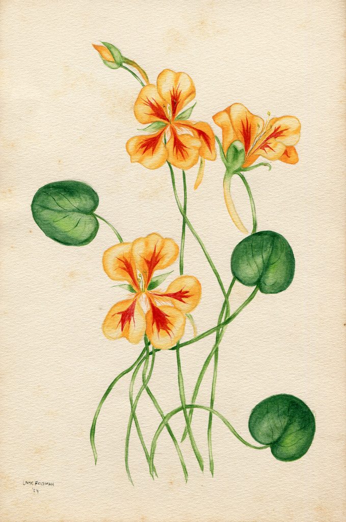 Lamis Feldman. Serie de acuarelas de flores, realizadas en 1948.