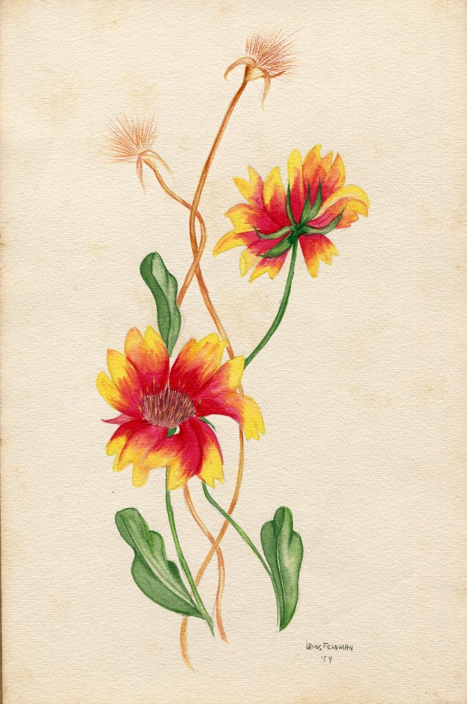 Lamis Feldman. Serie de acuarelas de flores, realizadas en 1948.