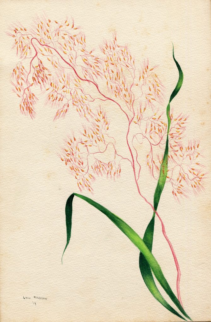 Lamis Feldman. Serie de acuarelas de flores, realizadas en 1948.