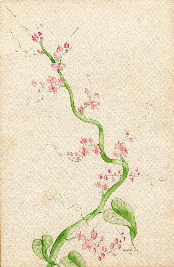 Lamis Feldman. Serie de acuarelas de flores, realizadas en 1948.